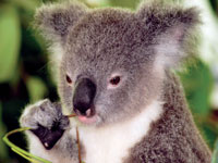 Koala.jpg